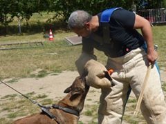 Grassela dit gorka de la foret de liton